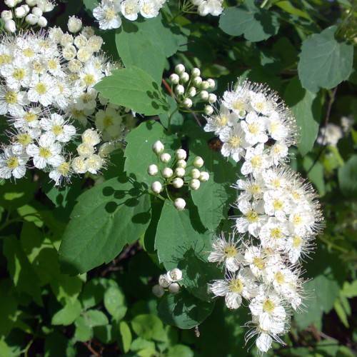 white flowers with yellow center, white stamens, white buds, green leaves and brown stems