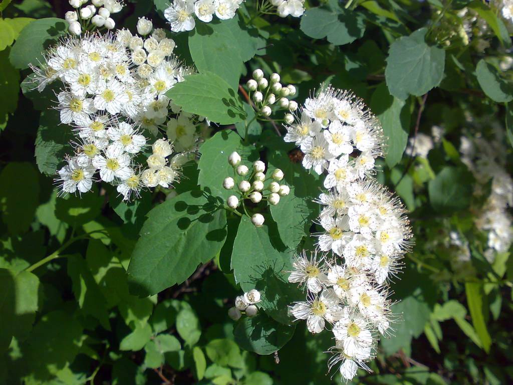 white flowers with yellow center, white stamens, white buds, green leaves and brown stems