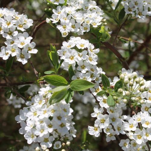 white flowers with yellow center, white buds, green leaves and brown branches