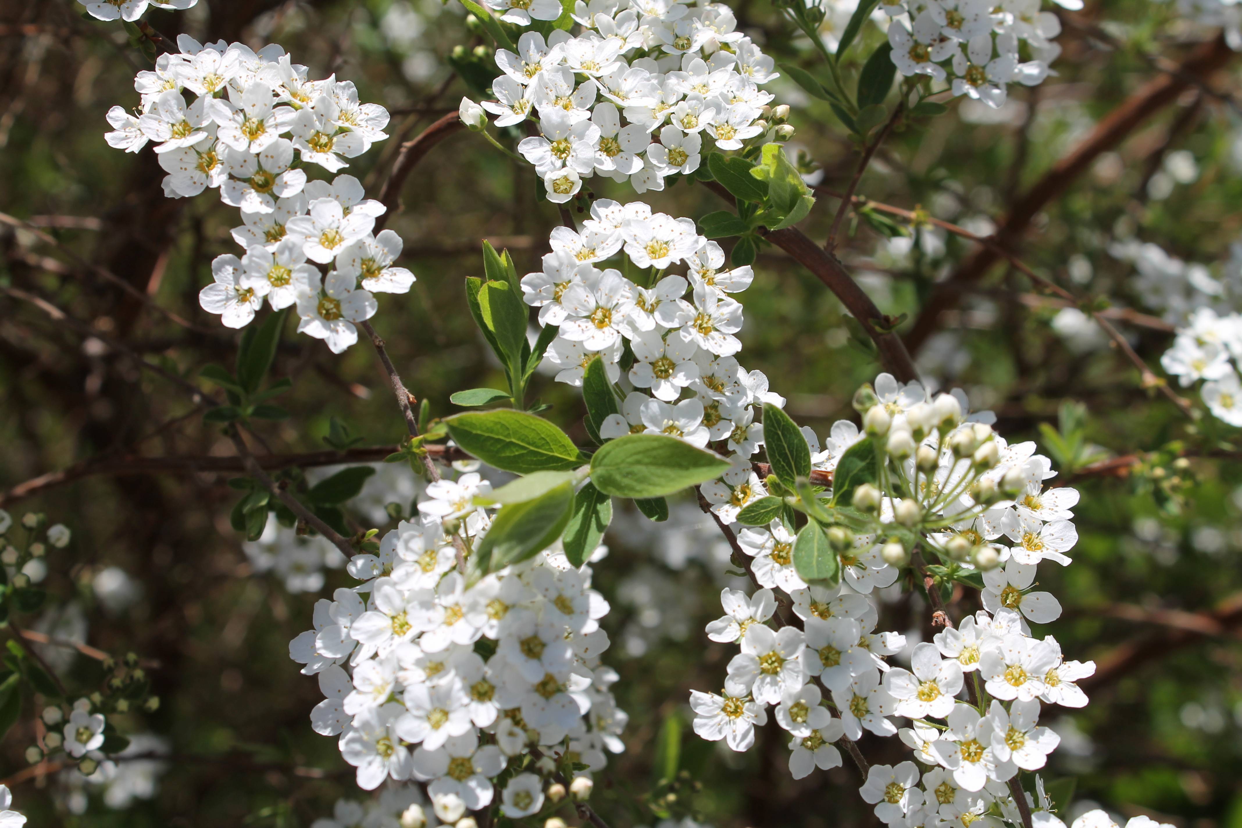 white flowers with yellow center, white buds, green leaves and brown branches