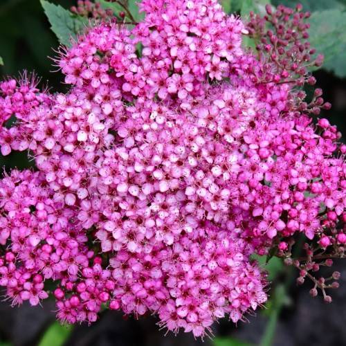 pink flowers with red center, pink-burgundy buds, green leaves and green stems