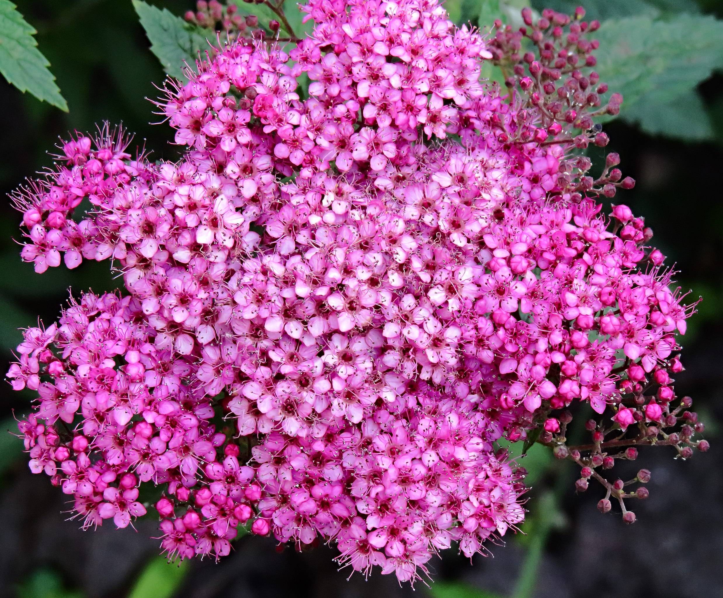 pink flowers with red center, pink-burgundy buds, green leaves and green stems