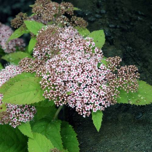 pink-white flowers with brown-pink buds, lime-green leaves and stems