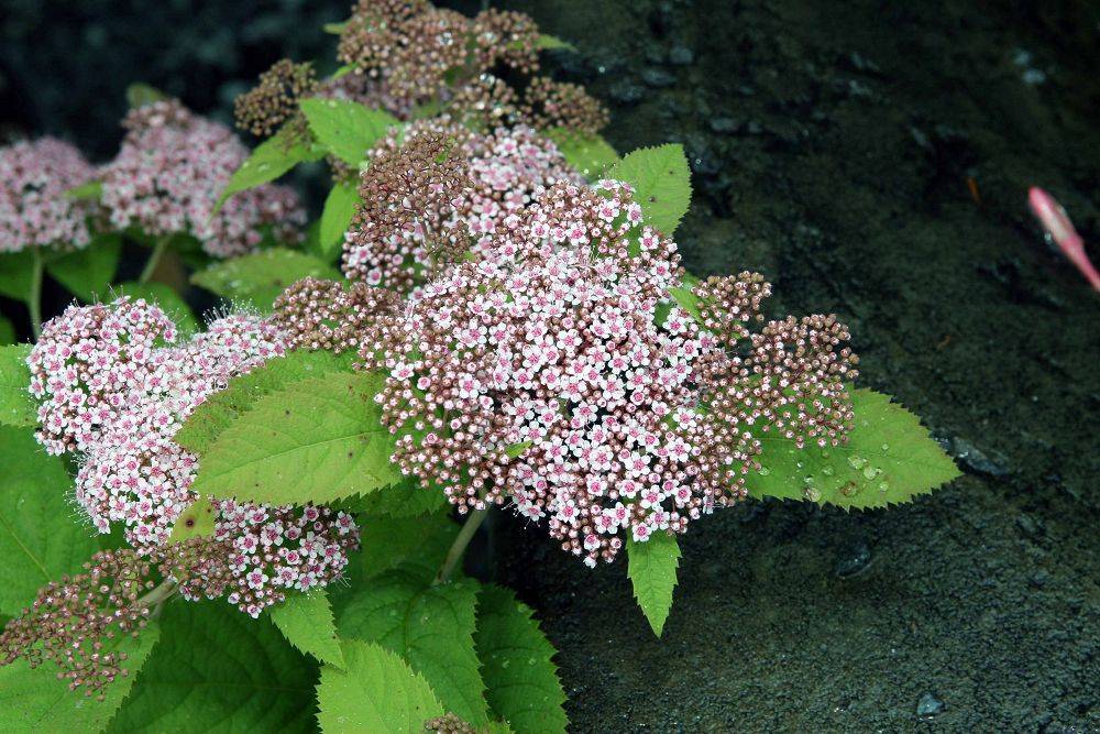 pink-white flowers with brown-pink buds, lime-green leaves and stems