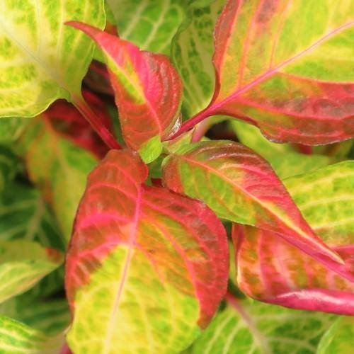 green-pink-red leaves on pink stems.