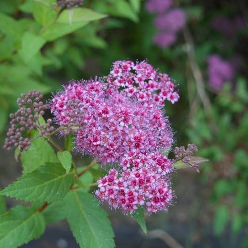pink-red flowers with dark-purple buds, green leaves and burgundy-green stems