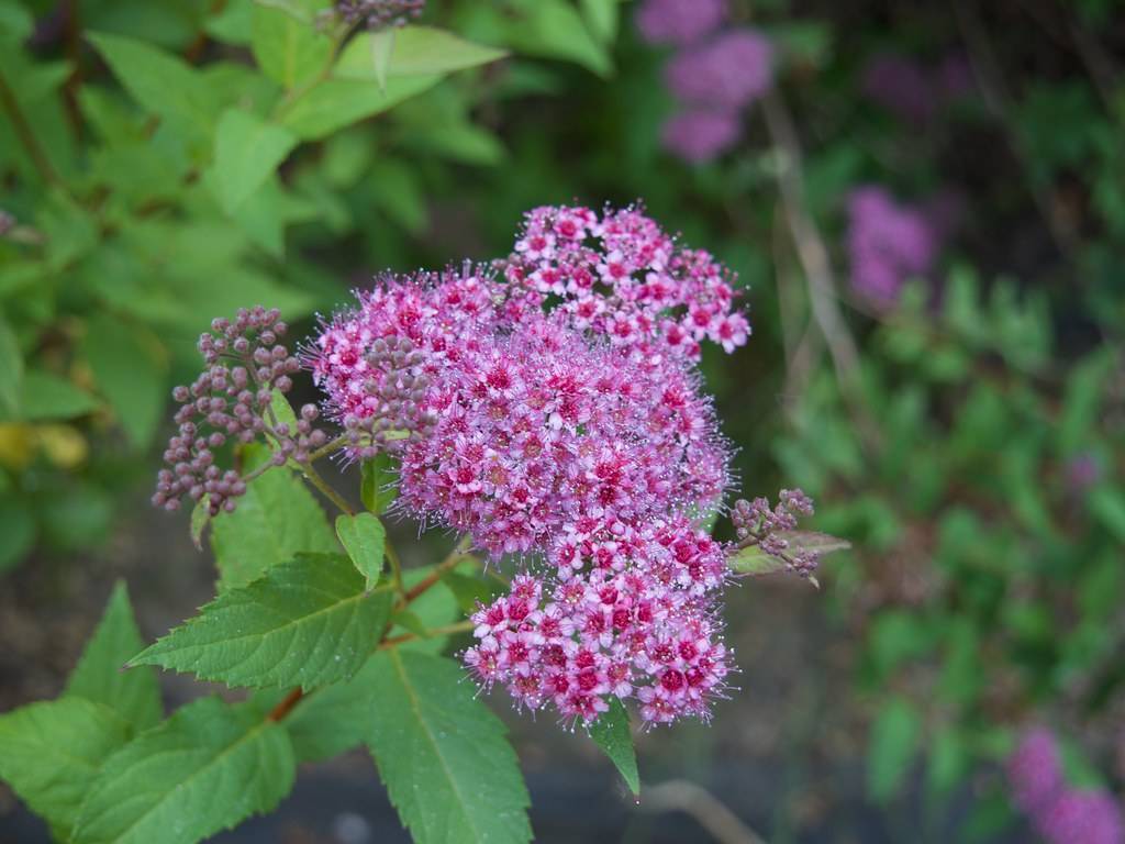 pink-red flowers with dark-purple buds, green leaves and burgundy-green stems
