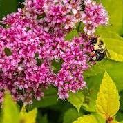 Pink-magenta flowers and lime leaves.