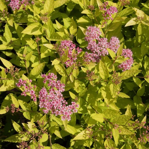 Pink flowers with dark-pink buds, light-brown stems and lime green leaves.