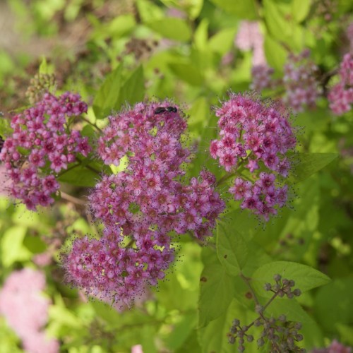 Pink flowers with filaments and black anther, beige-pink buds, light-brown stems and lime green leaves.