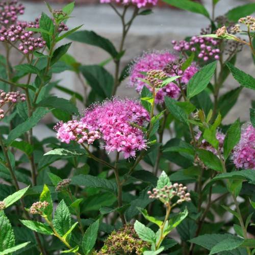 pink flowers and buds with lime leaves and light-brown stems