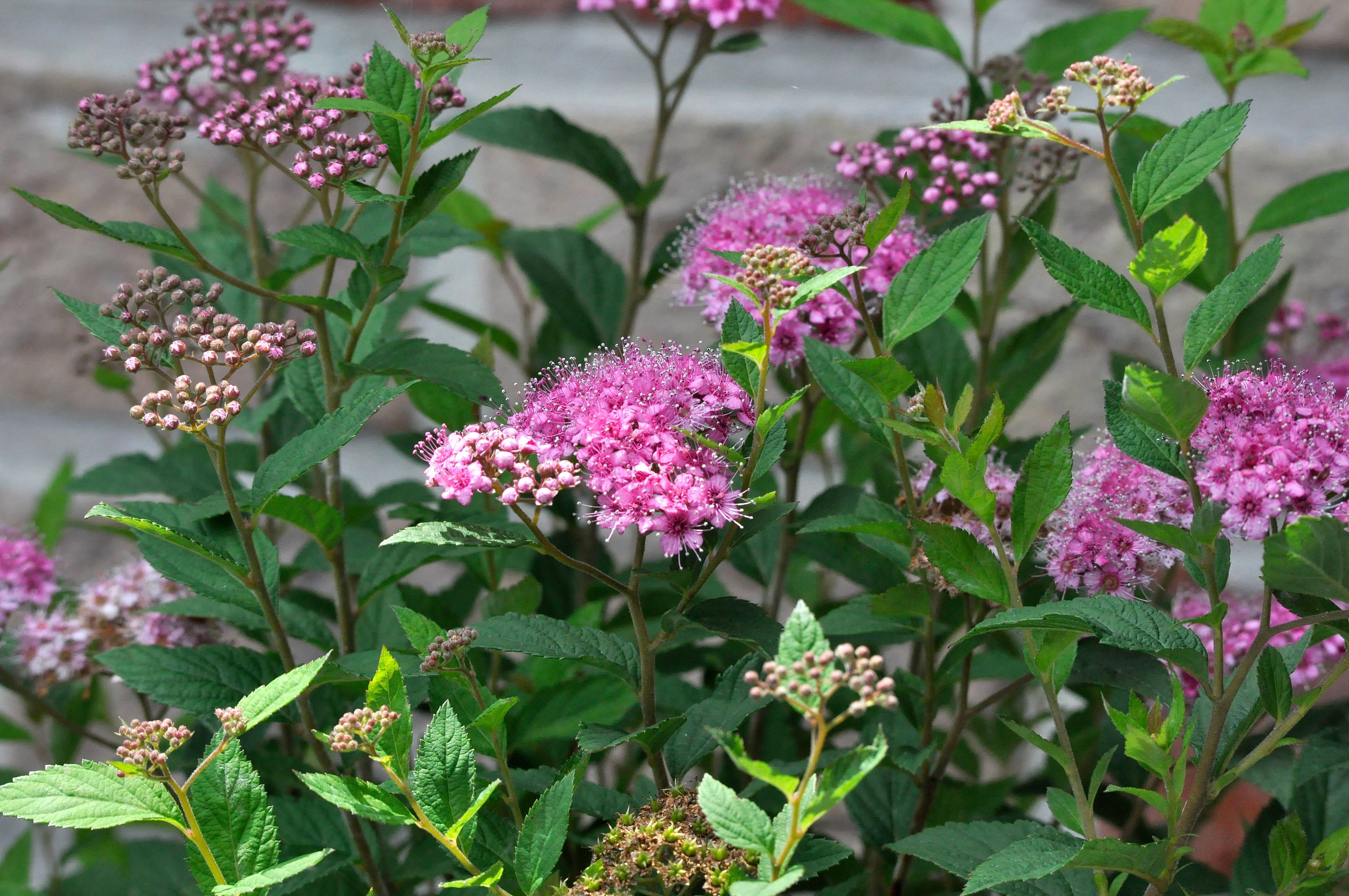 pink flowers and buds with lime leaves and light-brown stems