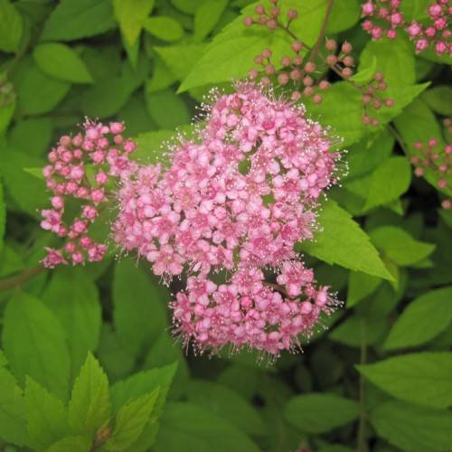 pink flowers and buds with lime leaves and light-brown stems