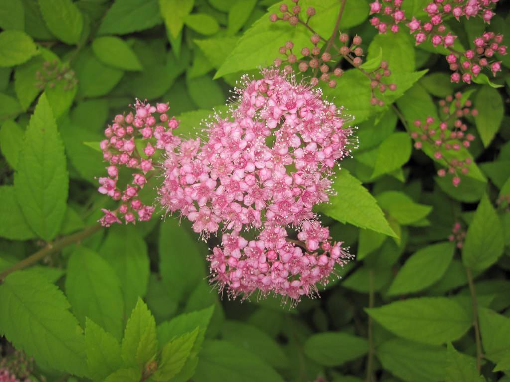 pink flowers and buds with lime leaves and light-brown stems