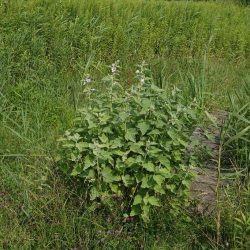 Green leaves on white flowers and green stems.