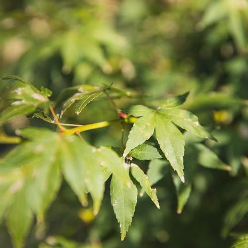 Green-yellow leaves on green stems.