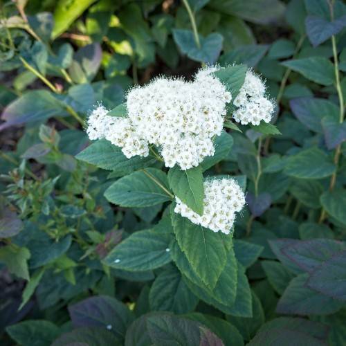 white flowers with yellow center, white stamens, green leaves and lime stems