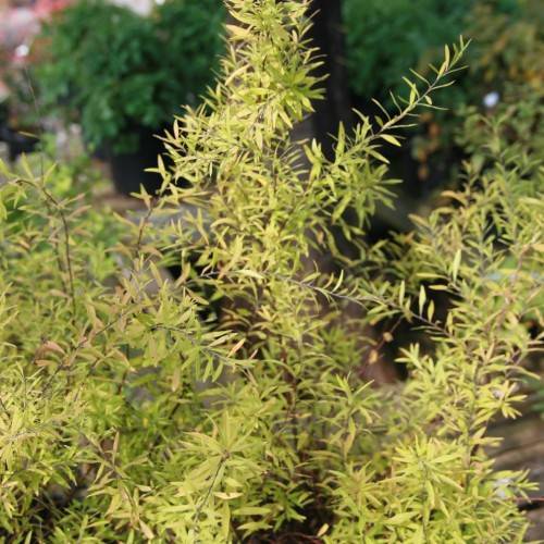 yellow-lime foliage with yellow-lime stems