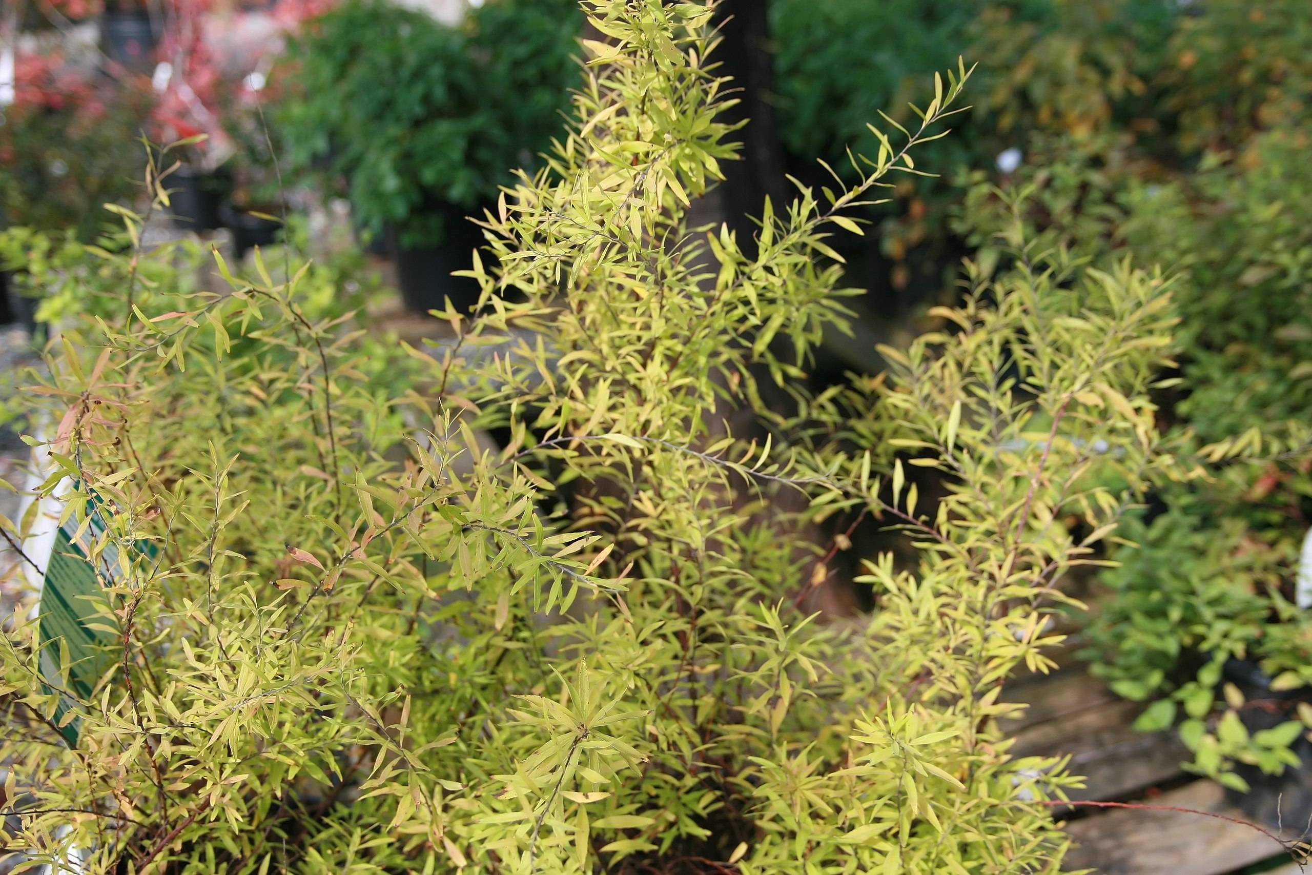 yellow-lime foliage with yellow-lime stems