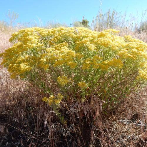 Yellow flowers, green leaves on green stems.