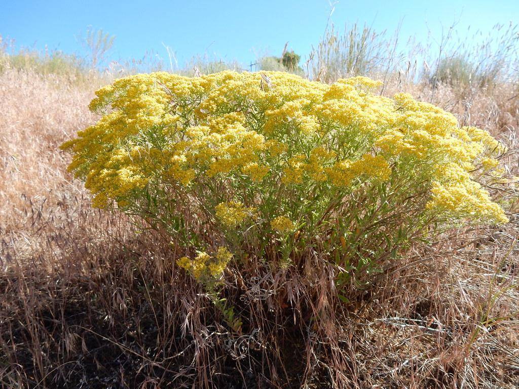 Yellow flowers, green leaves on green stems.