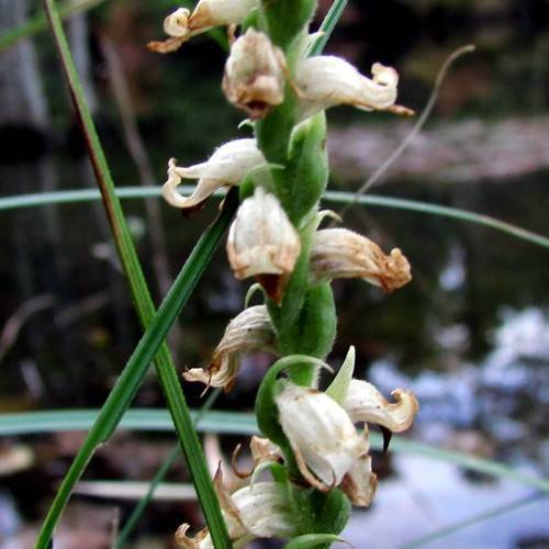 cream-brown flowers with green leaves and green stems