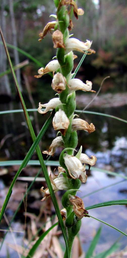 cream-brown flowers with green leaves and green stems

