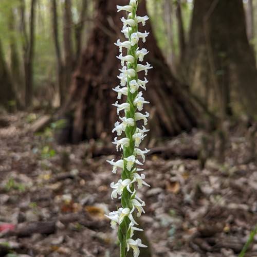 white flowers with green sepals and green stem