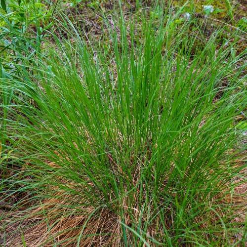 green-brown foliage