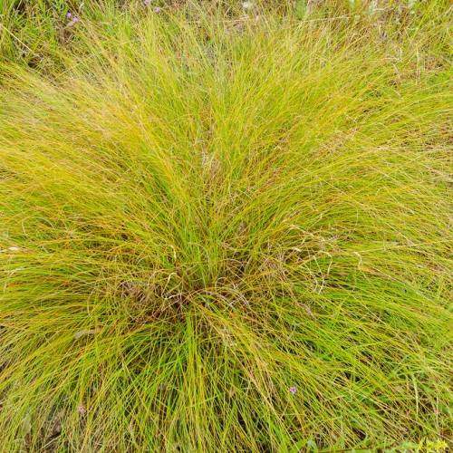 yellow-lime foliage