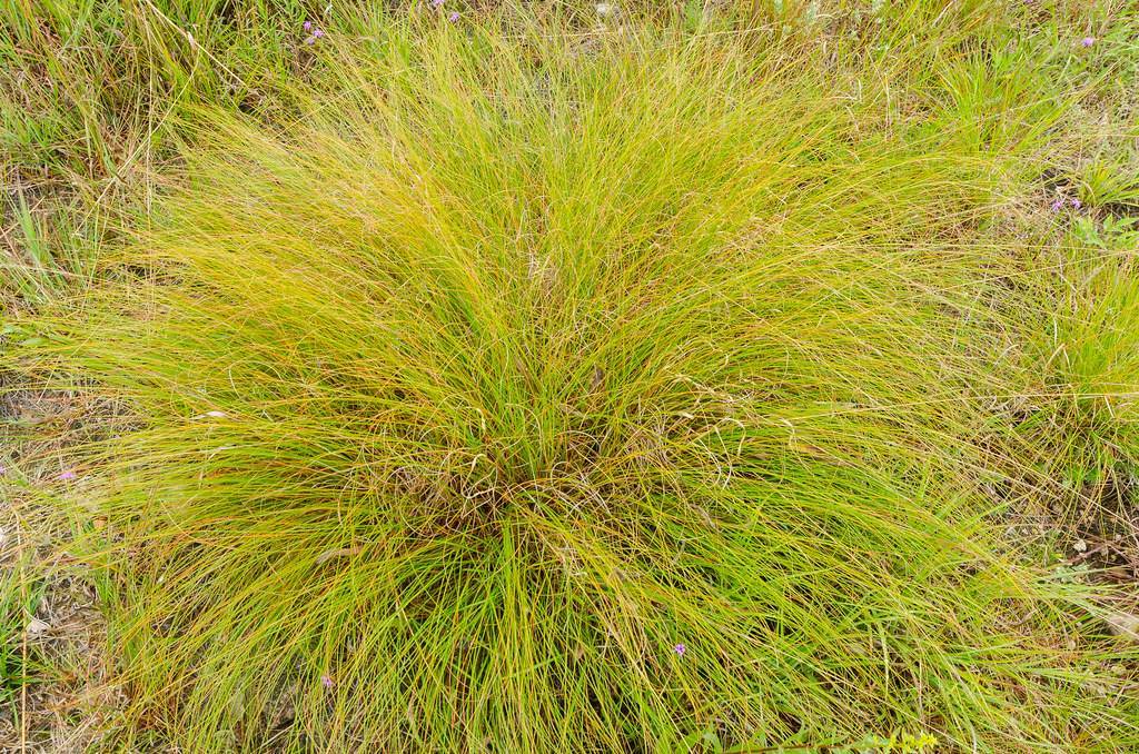 yellow-lime foliage