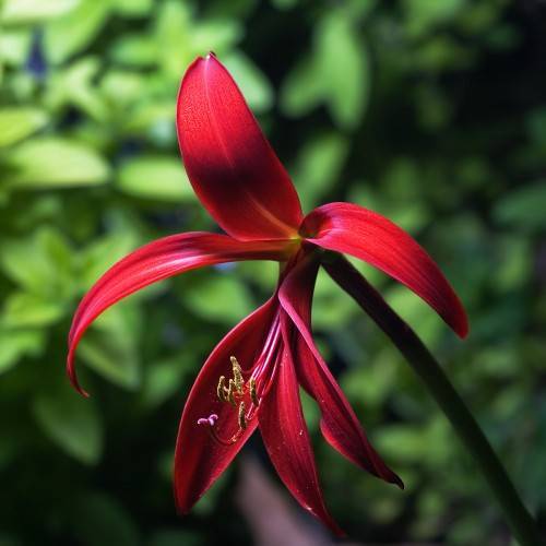red flower with red filaments, yellow anthers, and brown stem