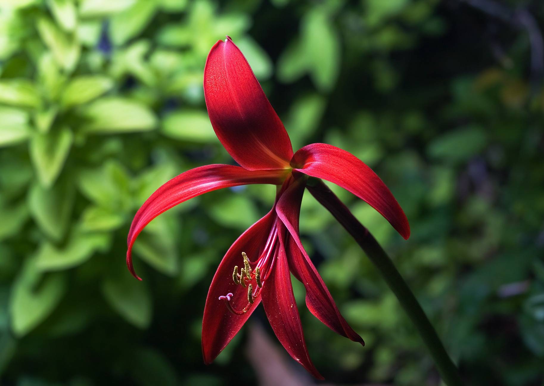 red flower with red filaments, yellow anthers, and brown stem