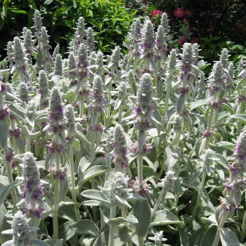 purple flowers with gray-green foliage and stems