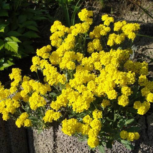 yellow flowers with green leaves and stems