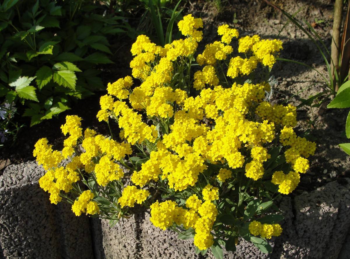 yellow flowers with green leaves and stems