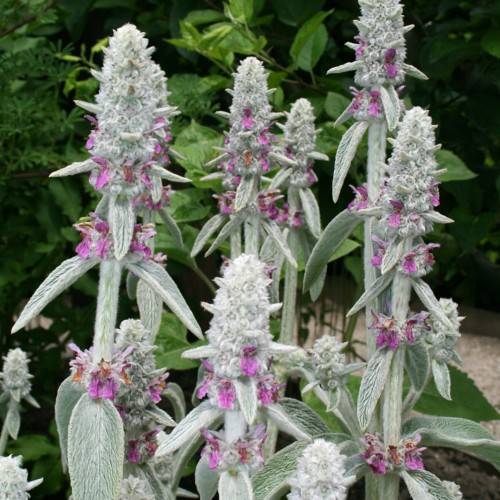 pink-purple flowers with gray-green foliage