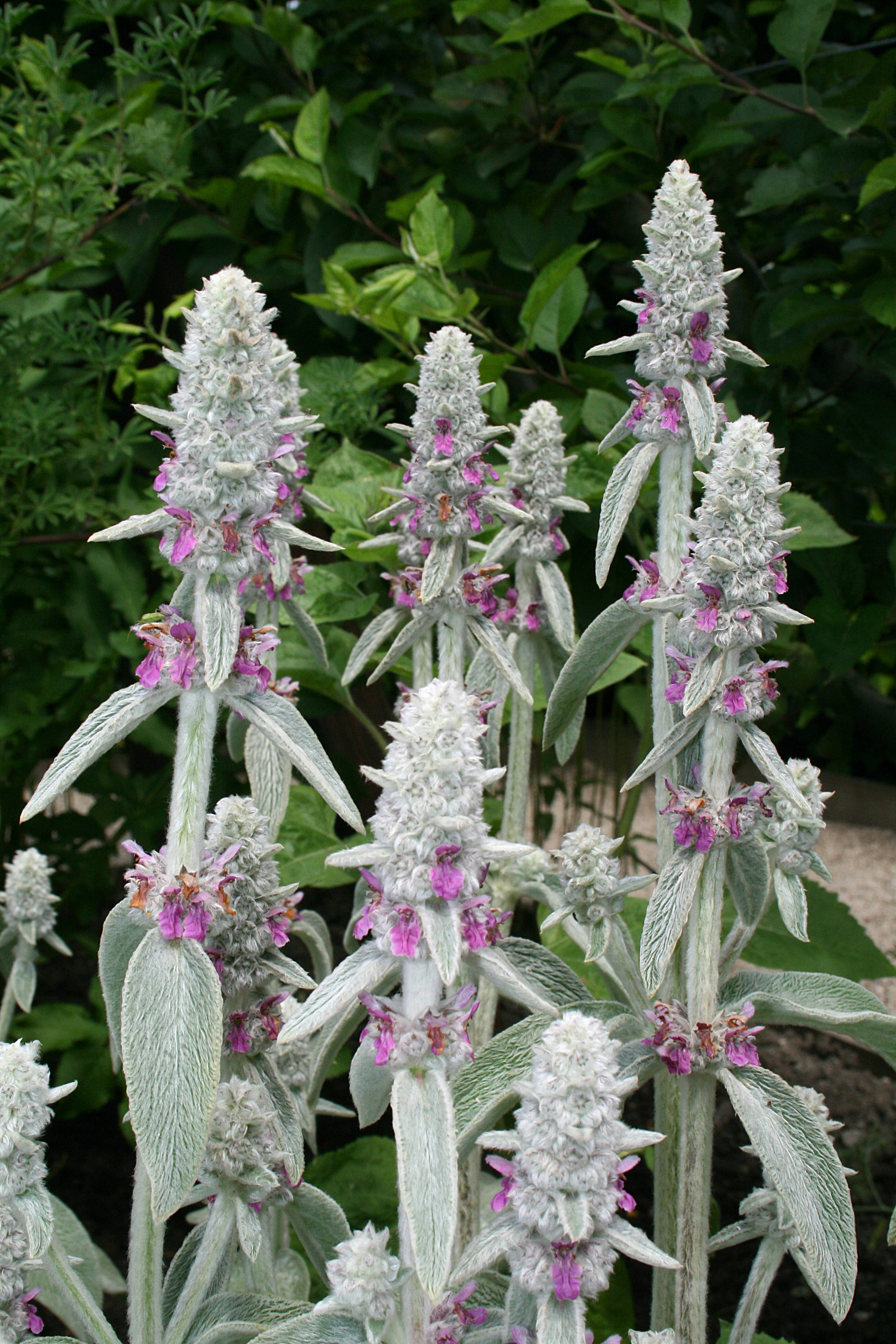 pink-purple flowers with gray-green foliage