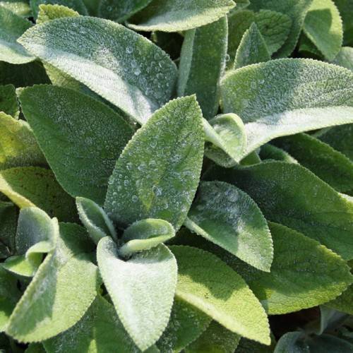 olive-green foliage