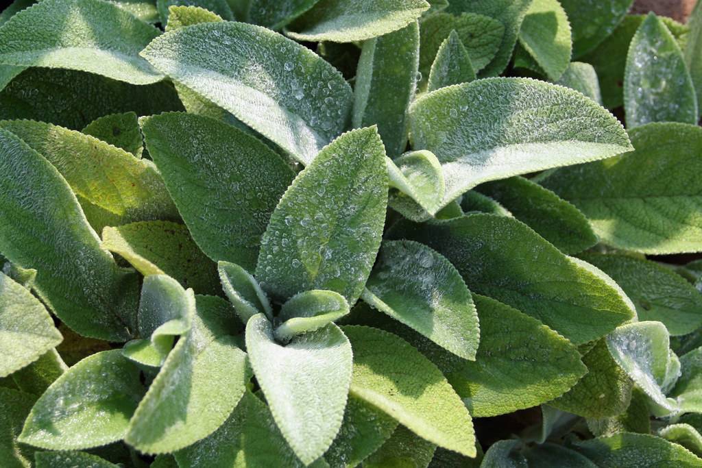 olive-green foliage