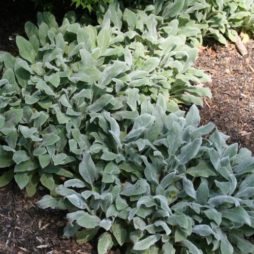 silver-green foliage