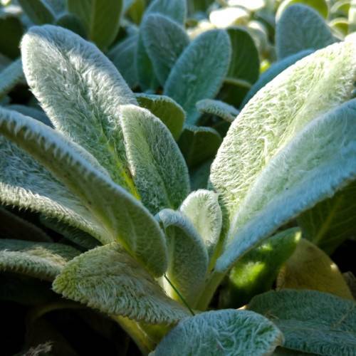 silver-green foliage
