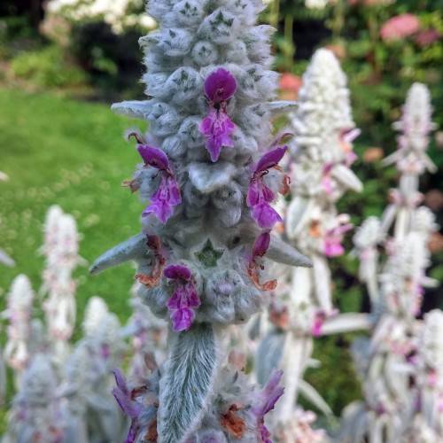 purple flowers with light-gray foliage
