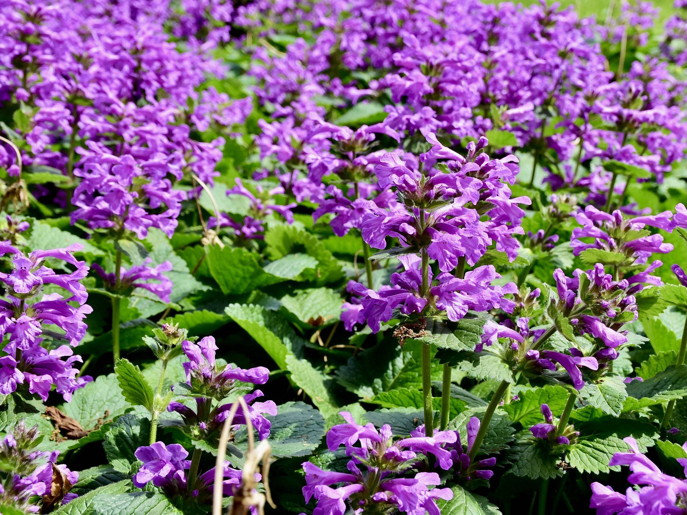 purple flowers with green leaves and stems