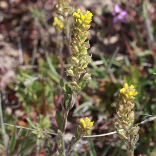 Small yellow flowers and spiky green leaves on gray stems.