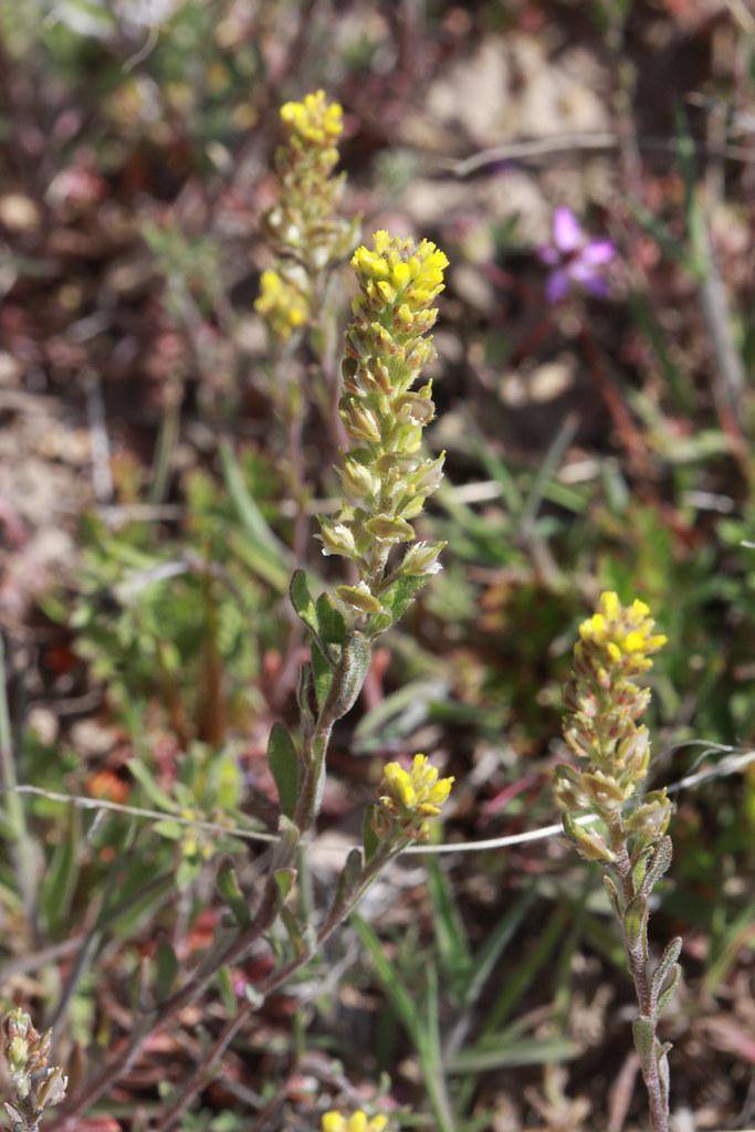 Small yellow flowers and spiky green leaves on gray stems.