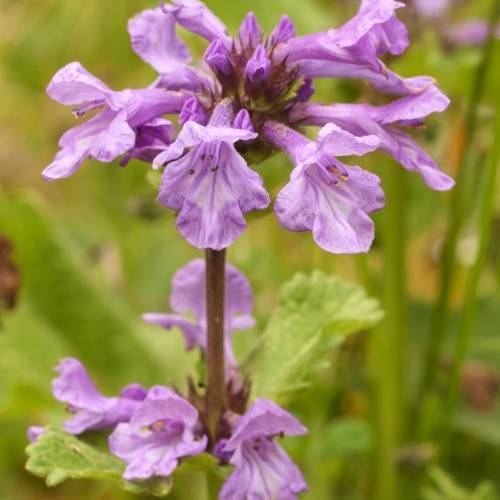 light-purple flowers with purple filaments, black anthers, lime leaves and brown stems