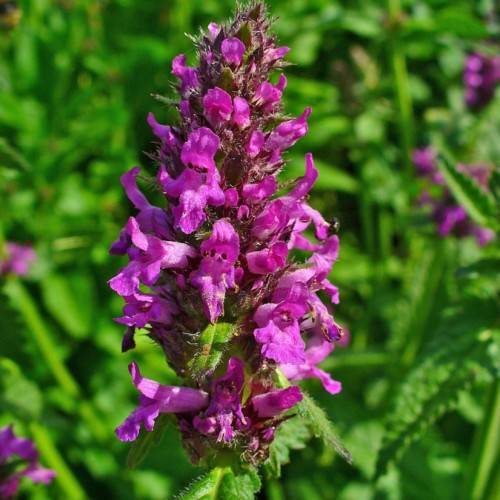 purple-pink flowers with lush-green leaves and stems