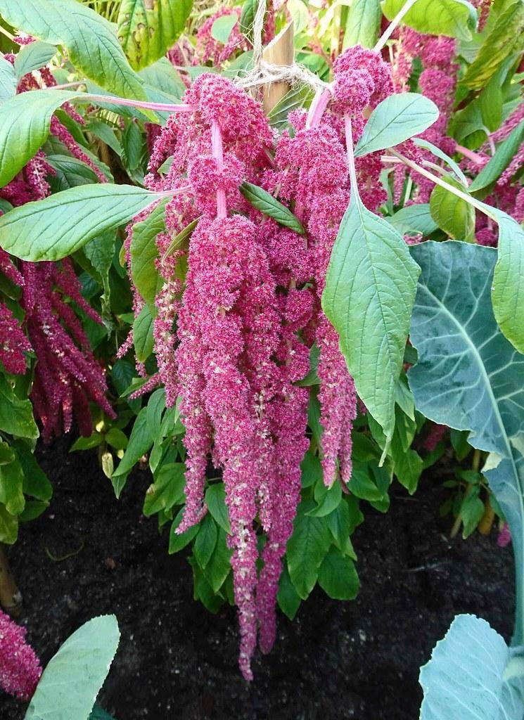 Red-pink flowers and green leaves with yellow veins on green stems.