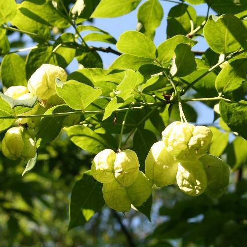 yellow fruits, lime-green leaves with green stems